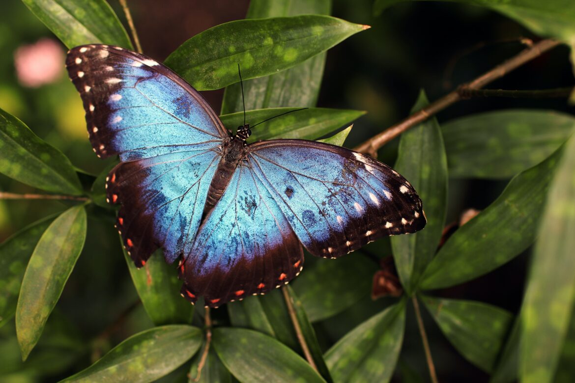 Lighter-colored butterflies