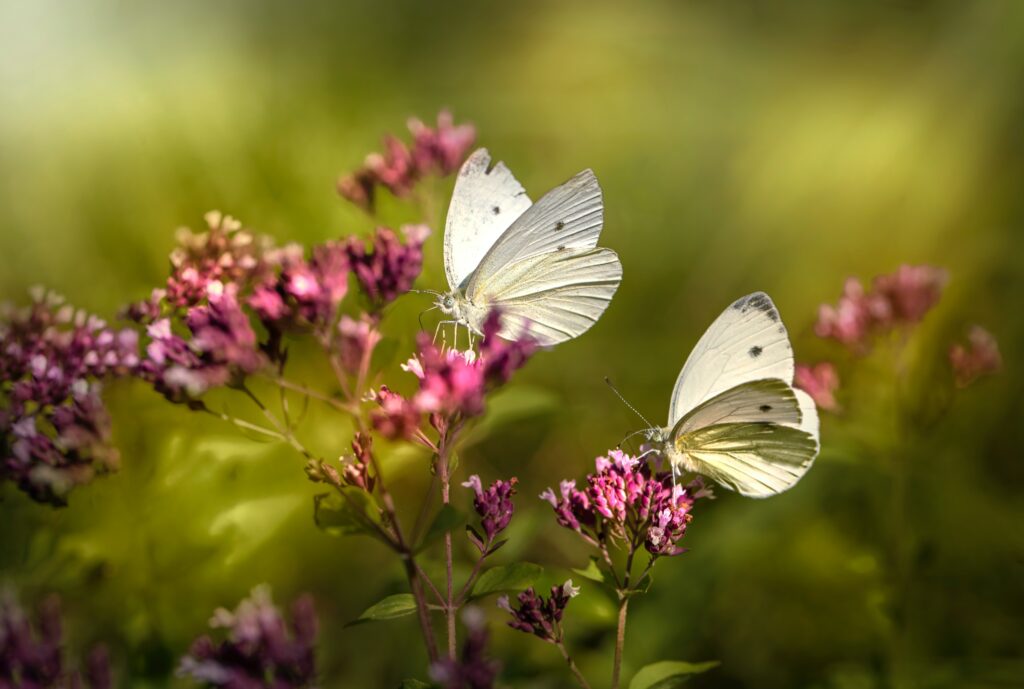 Lighter-colored butterflies