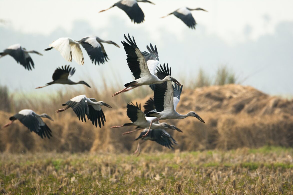 Space storms left unusual impact on birds, claim experts