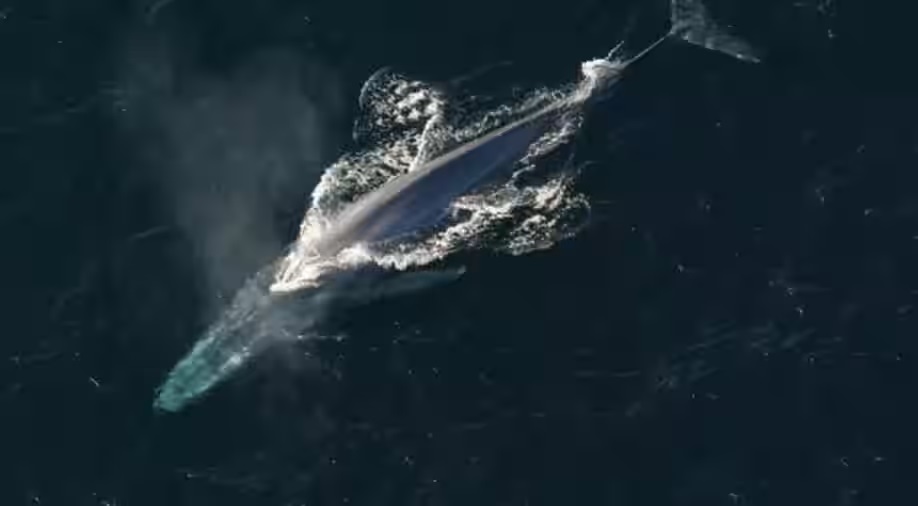 blue whales have returned to the Indian Ocean region: study