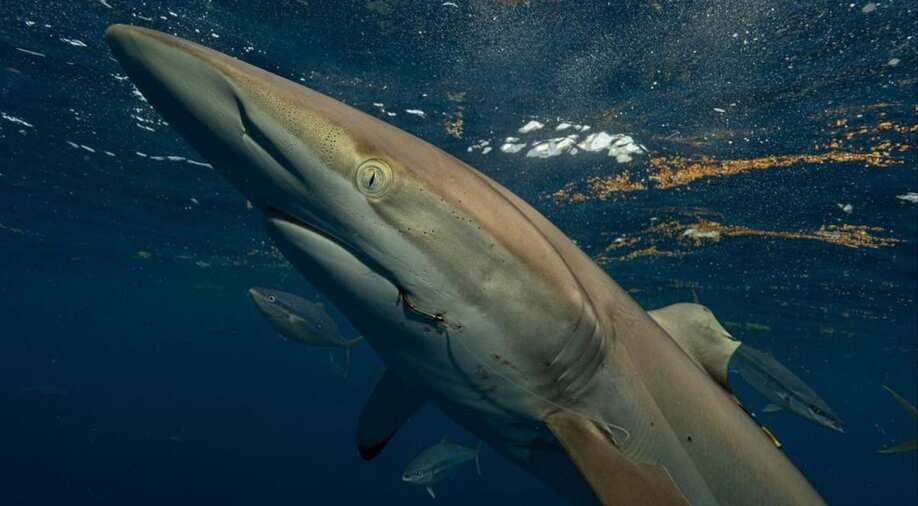 Shark’s fin regenerates less than a year after it was ‘torn by humans’ in astonishing first